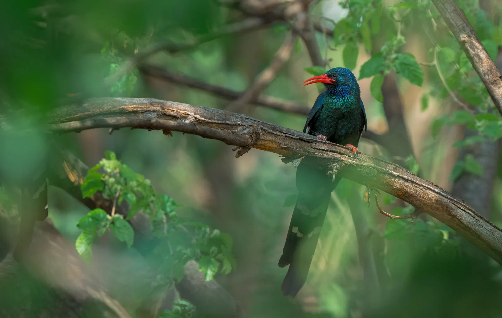 Green Wood Hoopoe