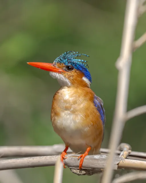 Malachite Kingfisher with its head feathers on display
