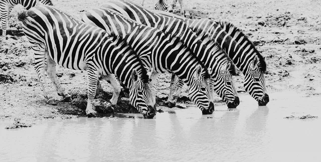 Four Zebra drinking water in a row in Black and White