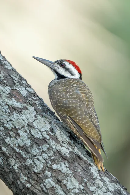 Bearded Woodpecker