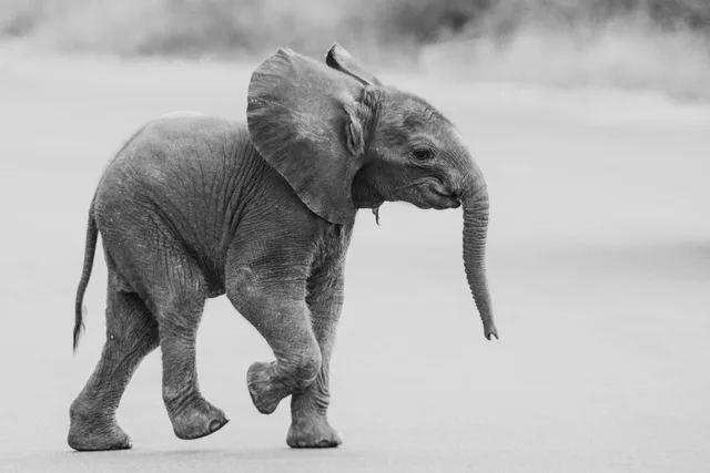 Young elephant walking in black and white