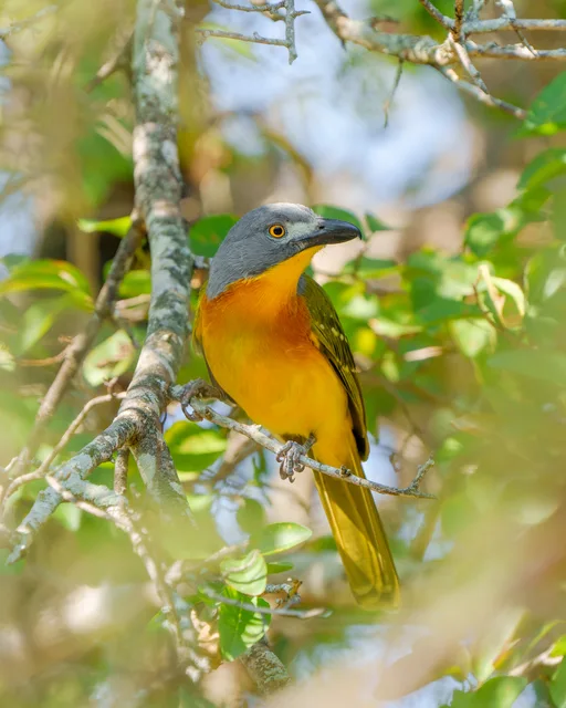 Spookvoël/Grey-headed Bushshrike