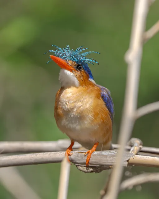 Malachite Kingfisher with its head feathers on display