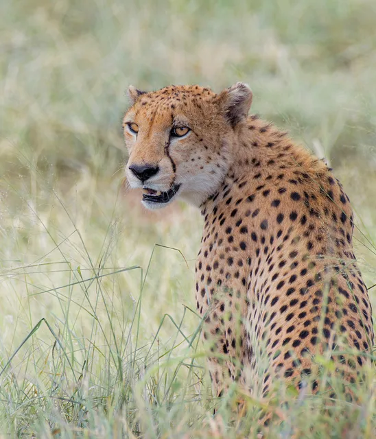 Cheetah