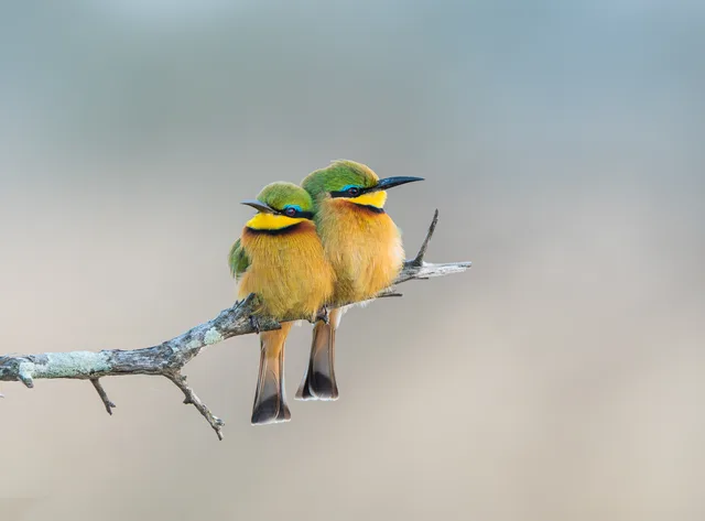 Two Little Bee-eaters on a branch