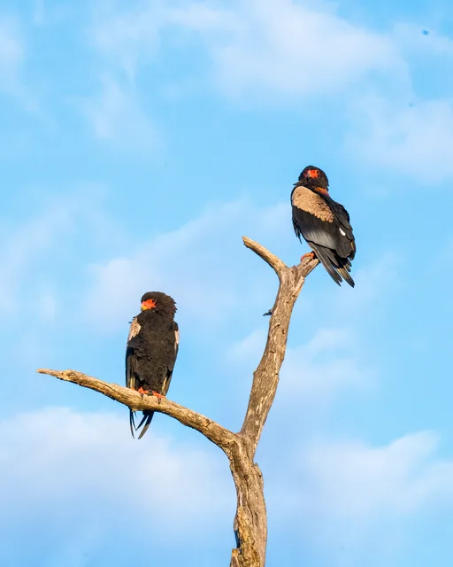 Two Bateleurs sitting in a tree