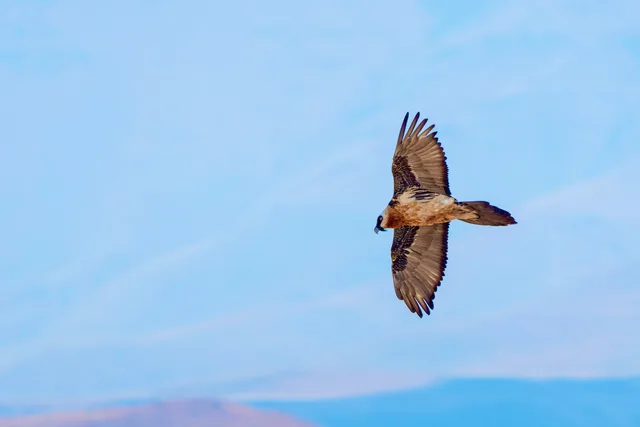 Bearded vulture flying gracefully