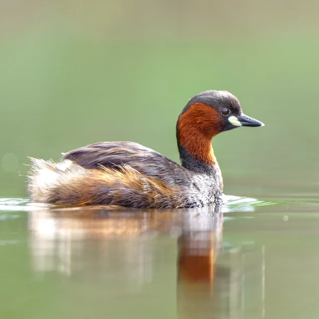 Little Grebe with a nice reflection on the water