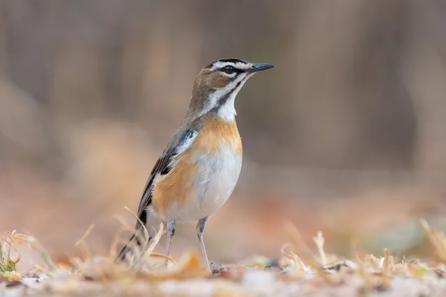 Thrush on the grownd