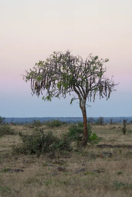 Sambok Peel Tree in twilight glow