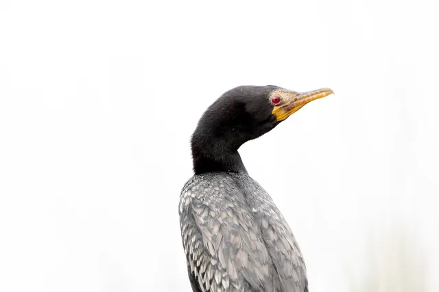 Reed Cormorand High Contrast