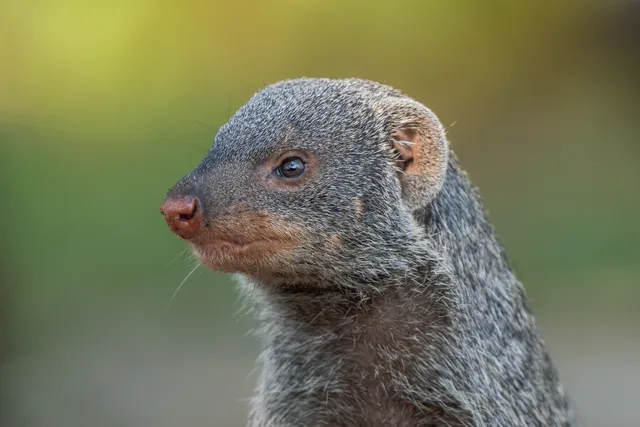 Kruger
