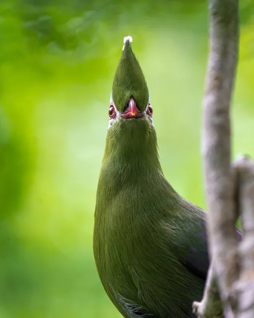 Knysna Turaco looking directly at the camera
