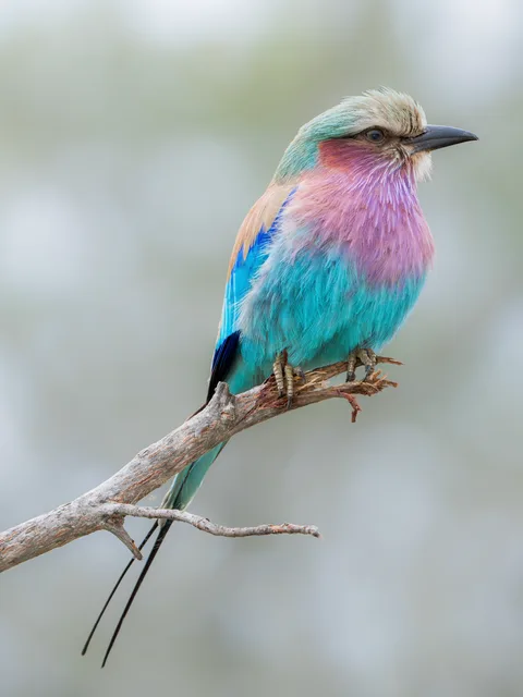 Lilac-breasted Roller on a branch
