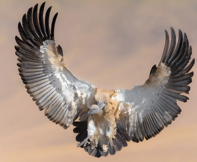 VULTURE with extended wings up in the air