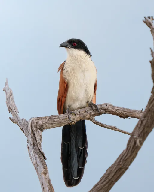 Burchell's coucal on a branch