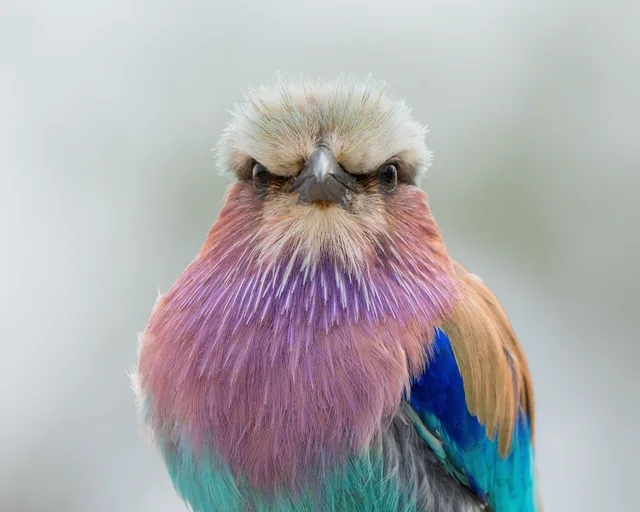 Portrait of a Lilac-breasted Roller which looks angry