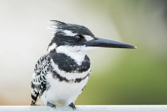 Pied Kingfisher portrait