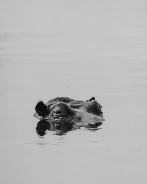 Hippo with a nice reflection in black and white