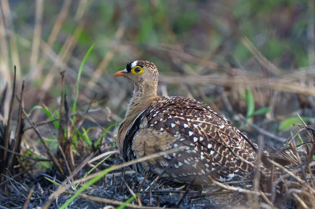 Double-banded Sandgrouse male